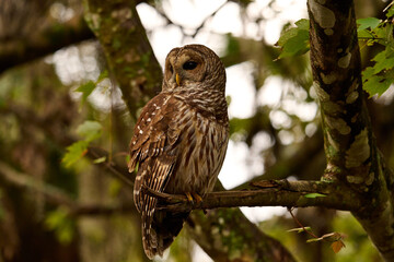 a barred owl sitting on a branch 