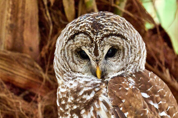Fototapeta premium a barred owl sitting on a branch 
