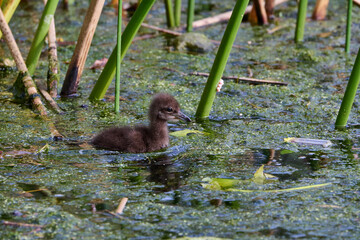 Juvenile limpkins with their parents 