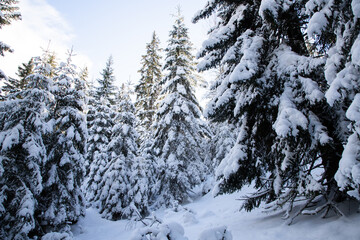 Fototapeta premium magical winter landscape with snowy fir trees