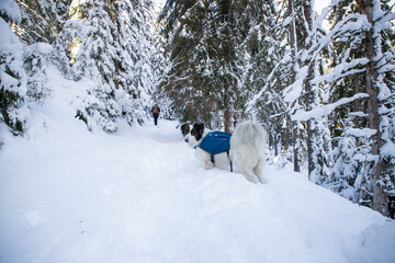 magical winter landscape with snowy fir trees