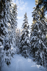magical winter landscape with snowy fir trees
