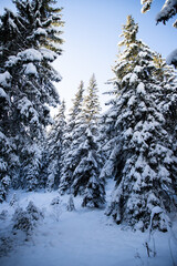 Fototapeta premium magical winter landscape with snowy fir trees