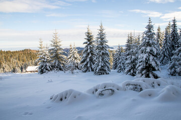 Fototapeta premium magical winter landscape with snowy fir trees
