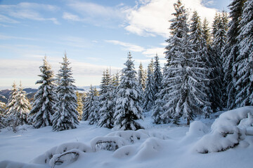 magical winter landscape with snowy fir trees