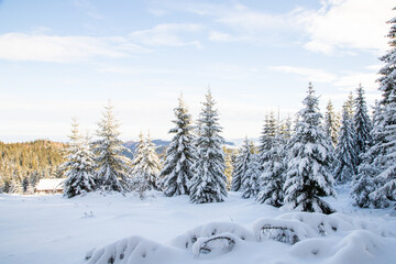 Fototapeta premium magical winter landscape with snowy fir trees