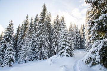 magical winter landscape with snowy fir trees
