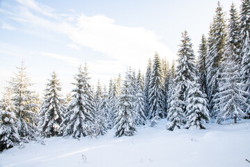 Naklejka premium magical winter landscape with snowy fir trees