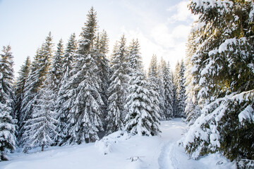 magical winter landscape with snowy fir trees