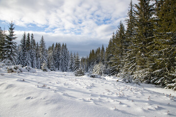 magical winter landscape with snowy fir trees