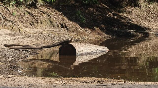 Trunk reflecting on water in rio da mula dam