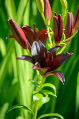 black lily