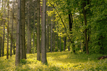 spring sun rise morning forest idyllic grass land lawn natural warm glare and trees April month