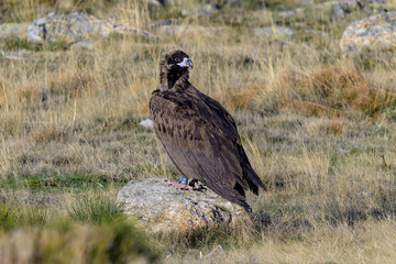 Buitres en la Sierra de Guadarrama