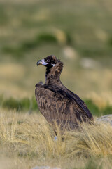 Fototapeta premium Buitres en la Sierra de Guadarrama