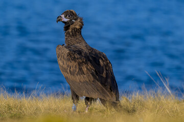 Fototapeta premium Buitres en la Sierra de Guadarrama