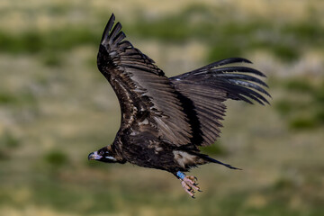 Obraz premium Buitres en la Sierra de Guadarrama