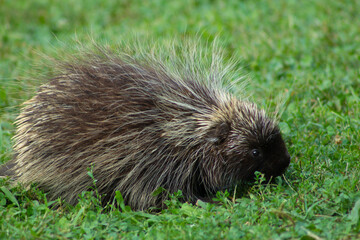 Intimate Shot of Porcupine