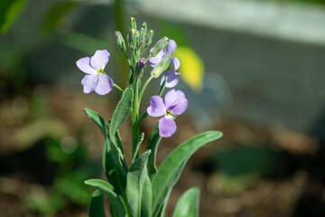 flowers in the garden
