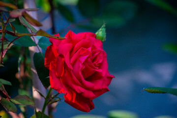 red rose