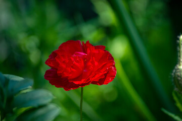 red poppy flower