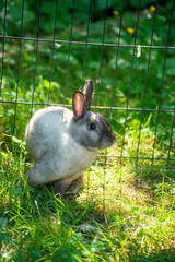 rabbit in the grass