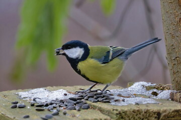 Obraz premium great tit