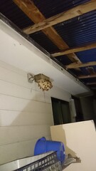 Fototapeta premium 1004)japanese yellow hornet's nest inside the ventilation hole next to the back door(Photo taken at 19:26 on august 17, 2016)