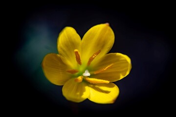 yellow flower on black background