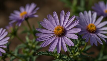 Obraz premium Purple aster flower in full bloom.