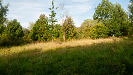 Obraz premium Wild-growing meadow and forest