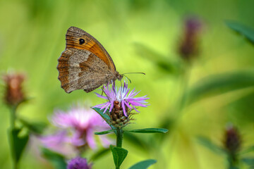 Maniola jurtina butterfly sitting on Centaurea jacea flower. © Jan Haz