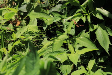 zygoptera green dragonfly macro photo	