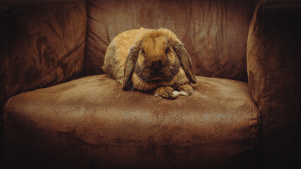 Lapin bélier fauteuil marron 