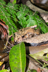 Ischnocnema henselii (Hensel's Big-headed Frog) in Sao Francisco de Paula, South of Brazil