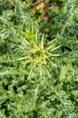 Silybum marianum (Milk Thistle) in Sao Francisco de Paula, South of Brazil