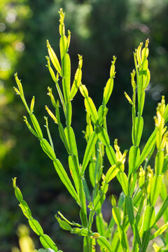 Baccharis articulata (Carqueja-doce) in Sao Francisco de Paula, South of Brazil