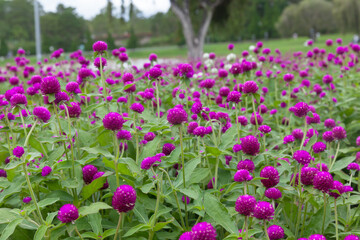 Obraz premium Gomphrena globosa also known as globe amaranth blooming in a serene park setting, A vibrant field of purple flowers showcasing nature's beauty and tranquility.