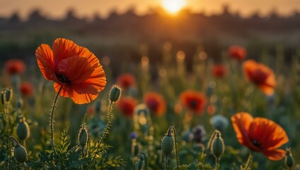 Obraz premium Red poppy flower at sunset.