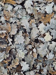 autumn leaves background