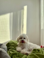 person dog sitting on sofa with dog