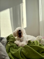 person dog sitting on sofa with