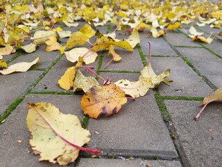 autumn yellow leaves on paving stones