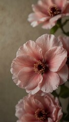 Fototapeta premium Rosewood pink petals glowing softly against a neutral backdrop.