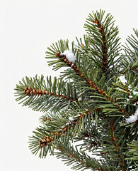 christmas tree branches with cones