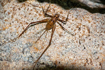 Cave Cricket
