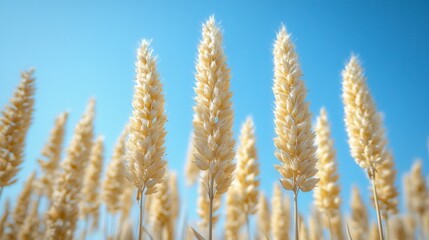 Obraz premium Golden Wheat Field under a Sunny Blue Sky Nature Agriculture Plants