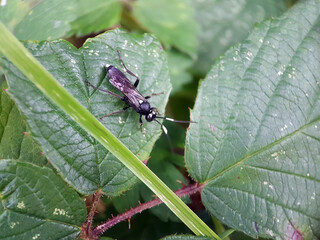 wasp bee on flower leaf