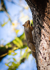 Squirrel in a tree