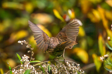 Fototapeta premium Song Sparrow landing in some flowers